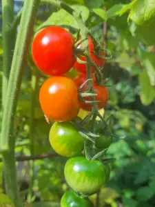 Frans 01 Verkeerslicht-tomaten